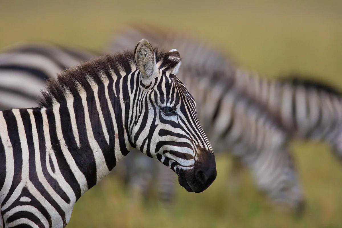 Was kostet die Masai Mara? Parkgebühren und Budget