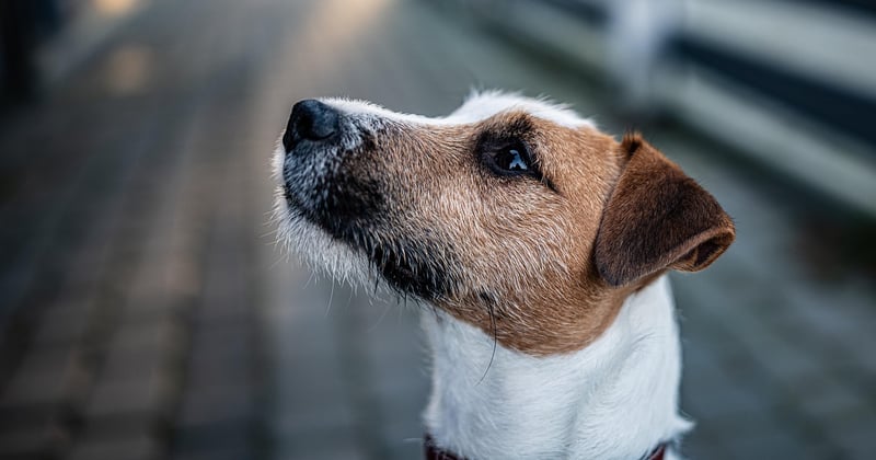 Parson Russell Terrier: Der kompakte Wirbelwind im Porträt
