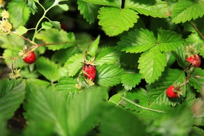Wie gelingt selbstgemachtes Pesto ohne dass es bitter wird?
