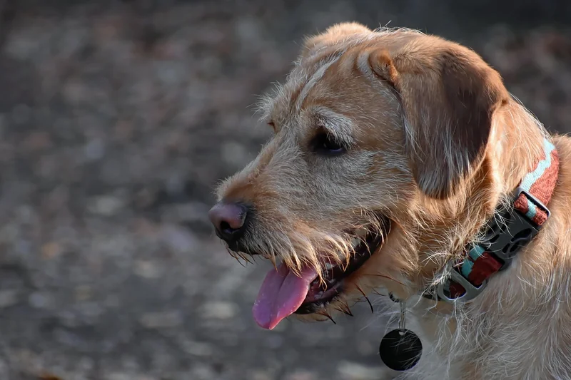 Fazit: Der Labradoodle ist ein Projekt