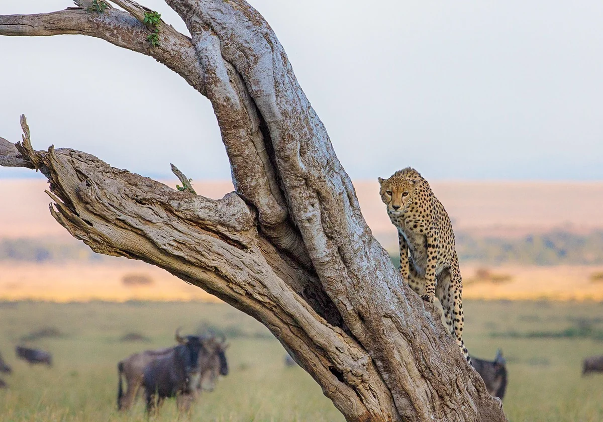 Beste Reisezeit: Wann die Masai Mara wirklich lohnt