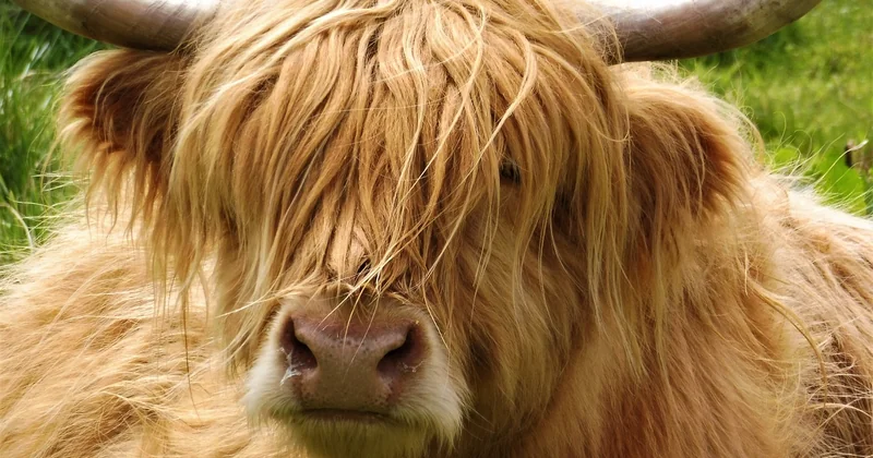 Der Shaggy Bob ab 50 und ab 60 – eine Frage der Proportionen
