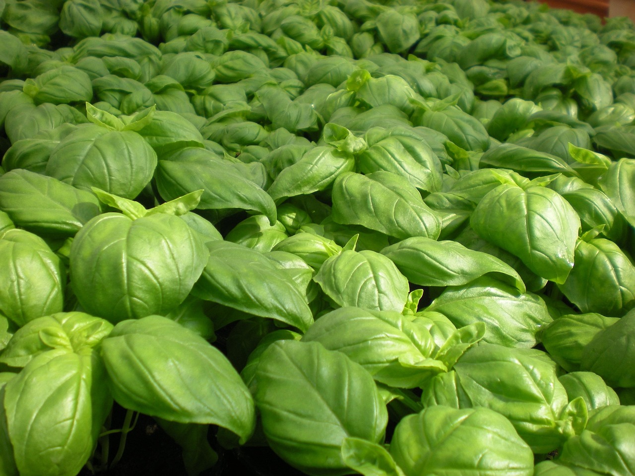 entdecken sie alles über pesto: leckere rezepte, tipps zur zubereitung und interessante infos zu den verschiedenen sorten des beliebten italienischen klassikers. ideal für pasta, sandwiches und mehr!