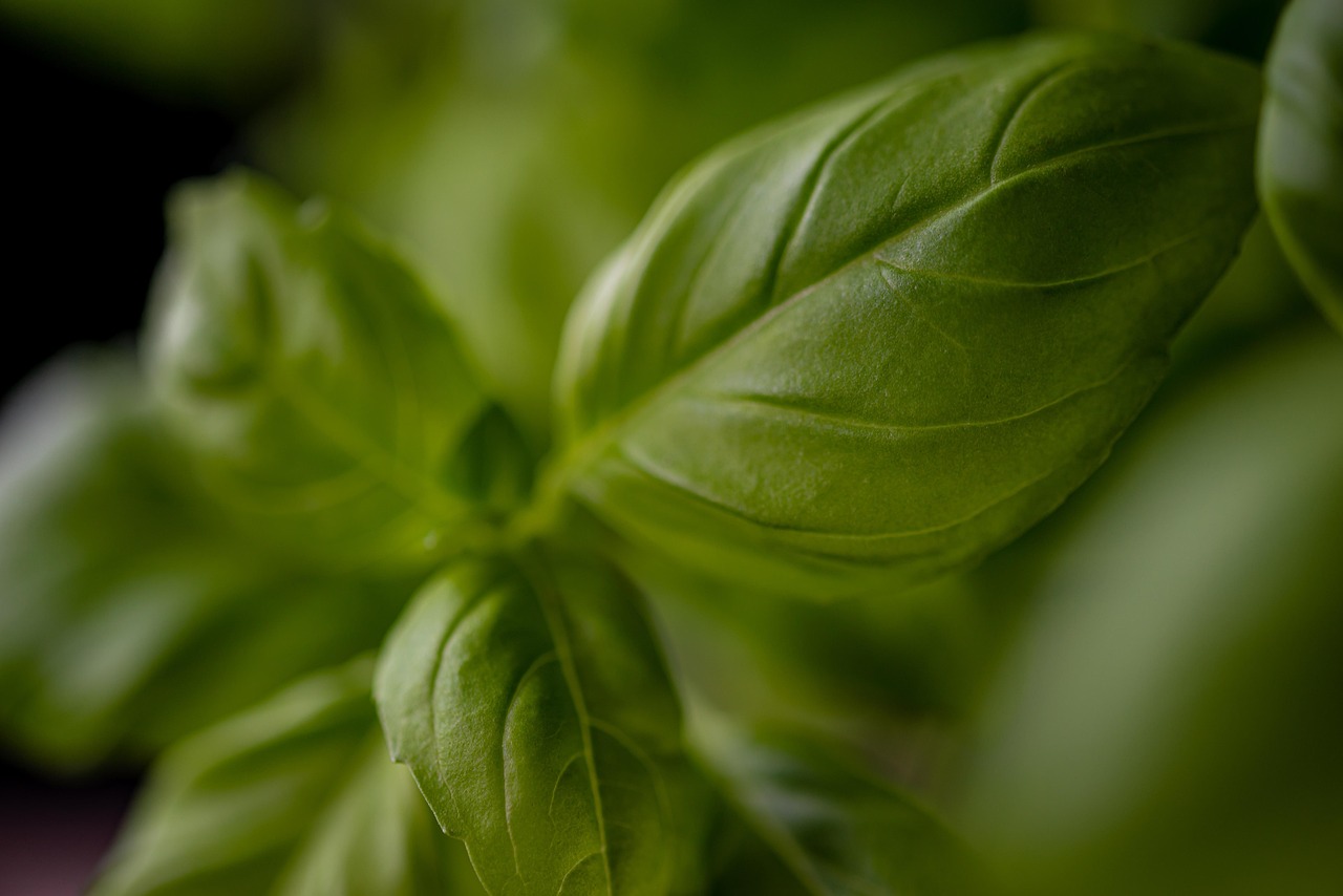 entdecken sie alles rund um pesto: wissenswertes über die klassischen zutaten, verschiedene rezeptvarianten und tipps zur perfekten zubereitung dieser beliebten italienischen sauce.